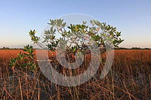 Dwarf Mangrove Trees of Everglades National Park, Florida.