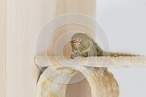 Dwarf Marmoset - Callithrix pygmaea - A small brown monkey in captivity