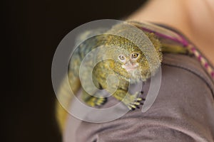 Dwarf Marmoset - Callithrix pygmaea - A small brown monkey in captivity