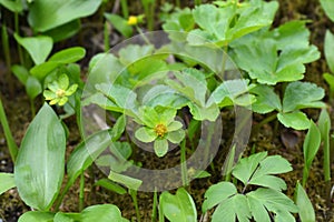 Dwarf masterwort