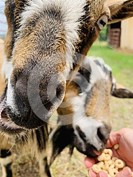 Dwarf miniature goats