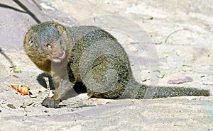 Dwarf mongoose 1