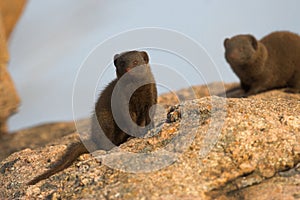 Dwarf Mongoose