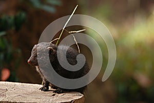 Dwarf mongoose photo