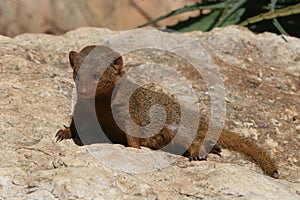 Dwarf mongoose photo