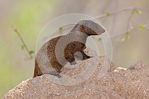 Dwarf Mongoose