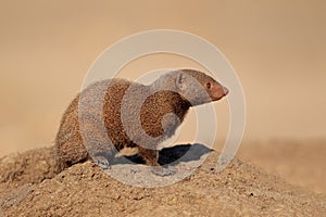 Dwarf mongoose