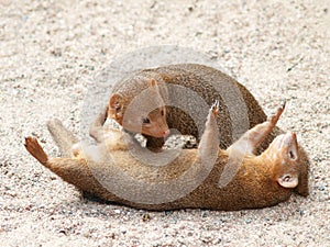 Dwarf mongoose