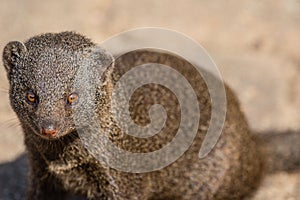 Dwarf Mongoose