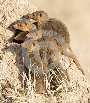 Dwarf mongoose