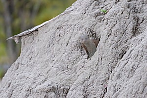 Dwarf Mongoose