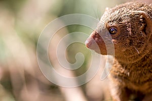 Dwarf mongoose. African wildlife with small mammal in close up