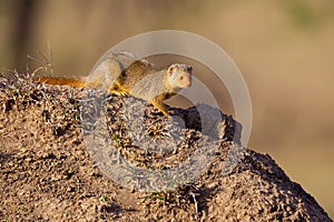 Dwarf Mongoose Beside Burrow On Termite Hill