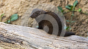 Dwarf mongoose