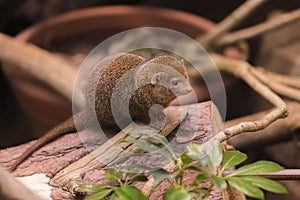 Dwarf Mongoose closeup