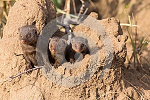 Dwarf mongoose family enjoy the safety of a burrow