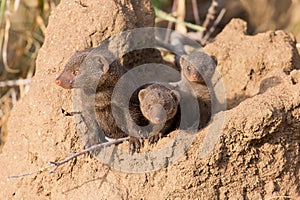 Dwarf mongoose family enjoy safety of their burrow