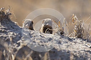 Dwarf mongoose family enjoy safety of their burrow