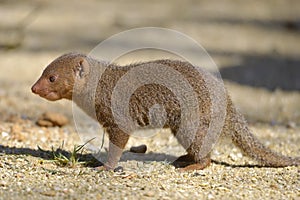 Dwarf mongoose on ground