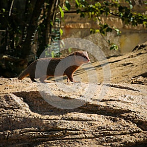 Dwarf Mongoose Helogale parvaula