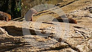 Dwarf Mongoose Helogale parvaula