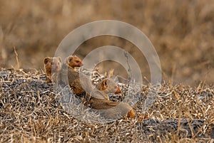 Dwarf Mongoose - Helogale parvula