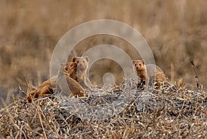 Dwarf Mongoose - Helogale parvula