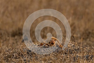 Dwarf Mongoose - Helogale parvula