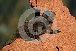 Dwarf mongoose (Helogale parvula)