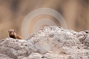 Dwarf mongoose (Helogale parvula)