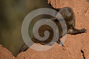 Dwarf mongoose (Helogale parvula)