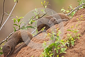 Dwarf Mongoose Helogale parvula mother with sleeping babies 13815