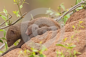 Dwarf Mongoose Helogale parvula mother with sleeping baby 13815