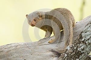 Dwarf Mongoose (Helogale parvula) Serengeti, Tanzania photo