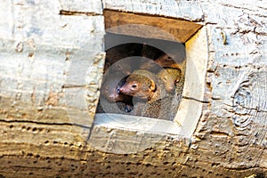 Dwarf Mongoose (Helogale parvula) - Tiny Marvel of African Savannas