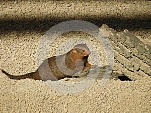 Dwarf Mongoose ( helogale parvula ) at Zoo in WrocÅ‚aw, Poland