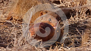 dwarf mongoose hunting a giant african land snail-001