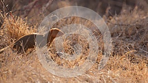 dwarf mongoose hunting a giant african land snail-003