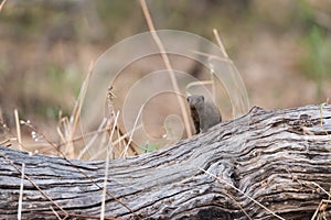 Dwarf Mongoose on log