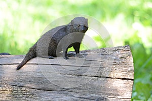 Dwarf mongoose on a log