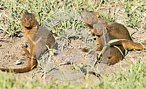 Dwarf mongoose playing.