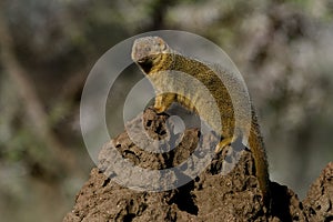 Dwarf mongoose sentinel, Serengeti