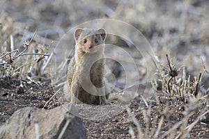 Dwarf Mongoose sitting by a hole in the savannah