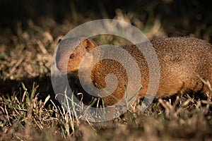 Dwarf mongoose stands in grass facing camera