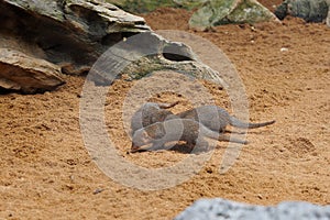 Dwarf Mongooses Scurrying Fast in its Natural Environment in search of Food