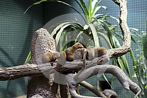 Dwarf mongooses sitting on branch