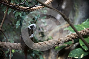 dwarf monkey sitting on a rope at Blijdorp zoo with a jungle background. Sitting monkey isolated.