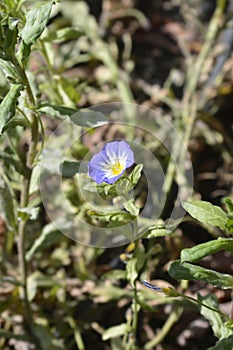 Dwarf Morning Glory Blue Ensign