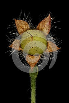 Dwarf Morning-Glory (Convolvulus tricolor). Immature Fruit Closeup