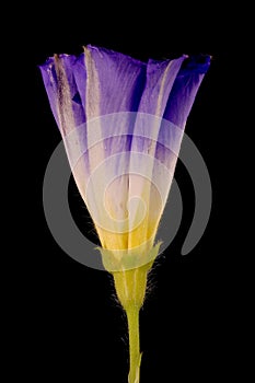 Dwarf Morning-Glory (Convolvulus tricolor). Opening Flower Closeup